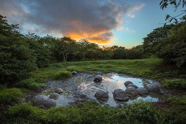 Jones, Adam 아티스트의 Galapagos giant tortoise gathering in small pond at sunset Genovesa Island-Galapagos Islands작품입니다.